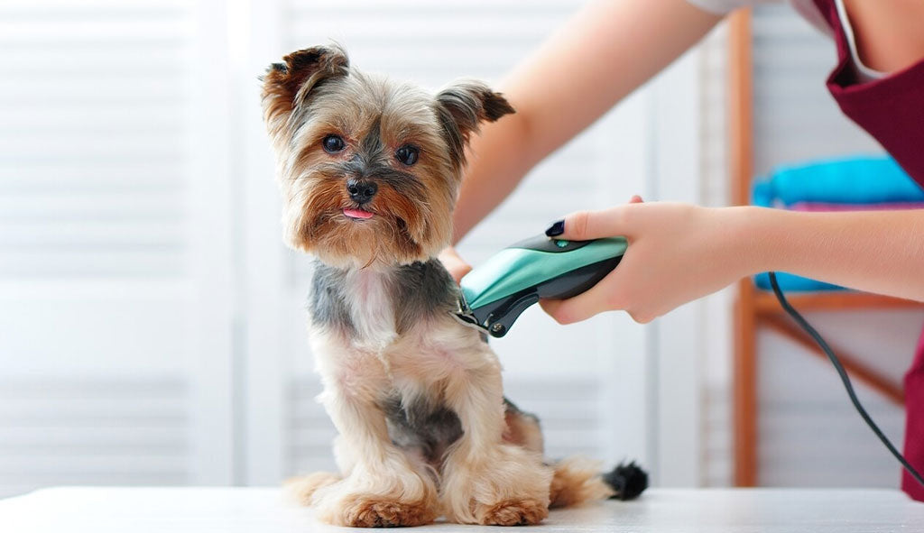 The reason why you should have a pet dog